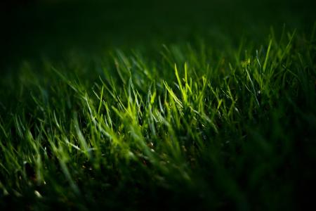 草, 绿色, 草坪, 绿色的颜色, 增长, 自然, 农业