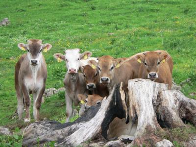 碱性磷酸酶, 犊, 小牛, 高山牧场地, 瑞士, 集团, 母牛