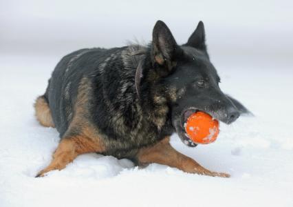 狗, 犬, 冬天, 雪, 冰, 德国, 德国牧羊犬