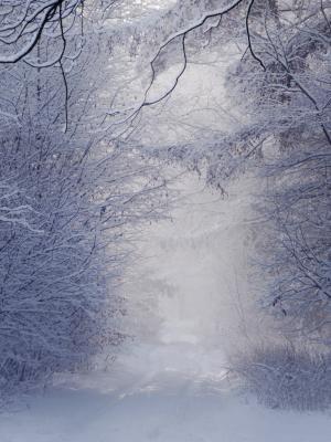 冬天, 景观, 白色, 雪, 树, 波兰, 自然