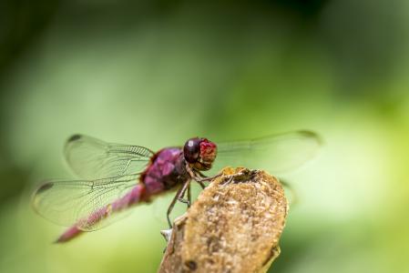 蜻蜓, 绿色, 昆虫, 粉色, 头, 眼睛, 双腿