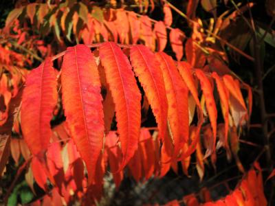 叶子, 红色, 秋天, 多彩, 秋天的落叶, 颜色, 秋天的树叶