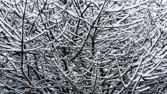 冬天, 雪, 树枝上的积雪, 树的树枝, 艺术, 装饰
