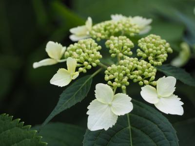 绣球花, yamaajisai, 白色的花, 花, 自然, 叶, 植物