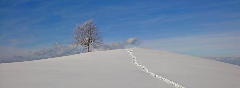 冬天, 树, 雪, 天空, 蓝色, 休息, 自然