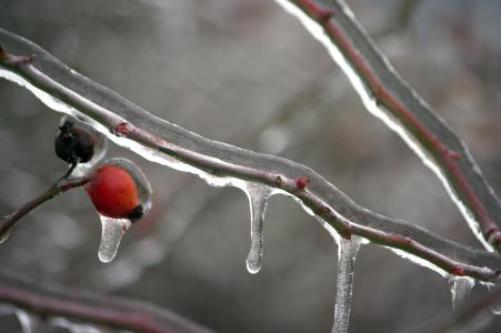 速冻的分会, 冬天, 冰, 糖霜, 景观, 弗罗斯特, 寒冷的温度