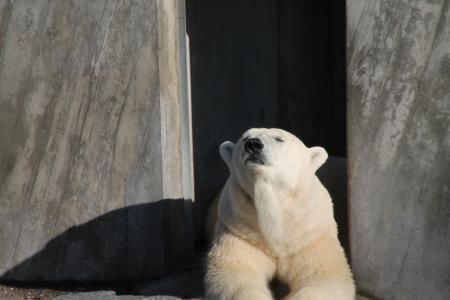 北极熊, 熊, 休息, 动物园