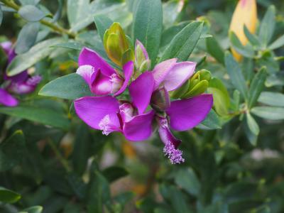 花, 紫罗兰色, 紫色, 长春, 远志 myrtifolia, keuzblume, 远志