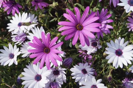 宇宙, 花, 紫罗兰色, 白色, 紫色, 春天, 花园