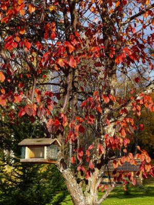 秋天, 秋天, 红色, 叶子, 树, 花园, 鸟屋