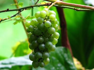 葡萄酒, 葡萄, 葡萄树, 葡萄, 葡萄种植, 绿色, 绿色的葡萄