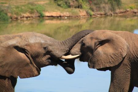 大象, 非洲布什大象, 国家公园, 野生动物园, 荒野, 非洲, 动物
