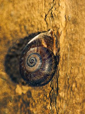 蜗牛, 螺旋, 墙上, 壳