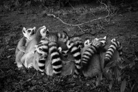 动物, 黑白, 狐猴 catta, lemuridae, 狐猴, 马达加斯加猫, 哺乳动物