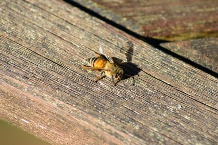 蜜蜂, 巴克法斯特蜂, 蜂蜜蜂, 金, 昆虫, 晒黑在木头, 翅膀