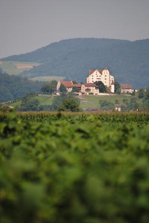 wildegg, 城堡, aargau, 瑞士, 景观, 中世纪
