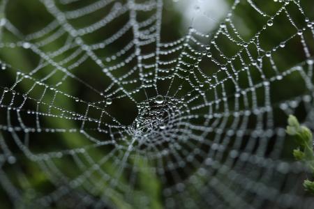 蜘蛛网, 蜘蛛网, 昆虫, 自然, 净额, 陷阱, 蜘蛛网