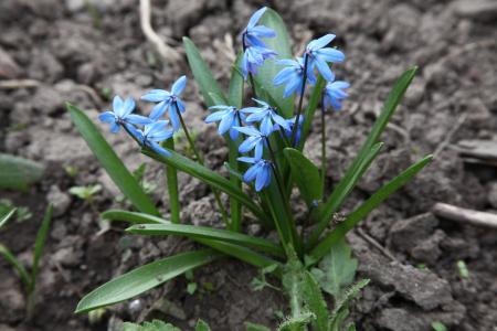蓝色的花朵, 春天, 花园里的花, 春天的花朵, 特写