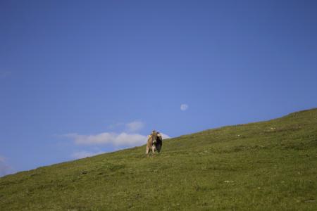 母牛, 牧场, 草甸, 月亮, 云彩, 动物, 自然