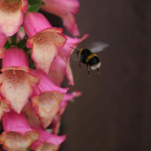 蜜蜂, 嗡嗡声, 飞, 大黄蜂, 花, 花粉