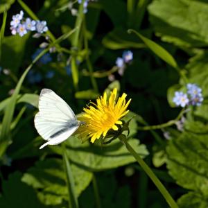 蝴蝶, 飞行, 昆虫, 翅膀, bug, 花香, 植物