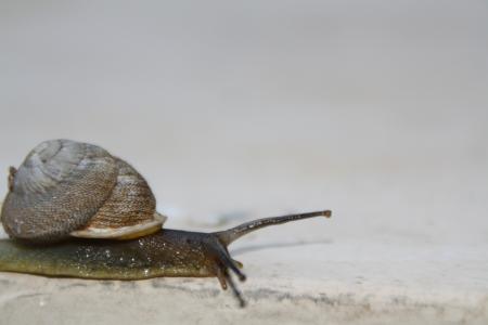 蜗牛, 缓慢, 移动, 壳, 黏糊糊, 无脊椎动物, 腹足动物
