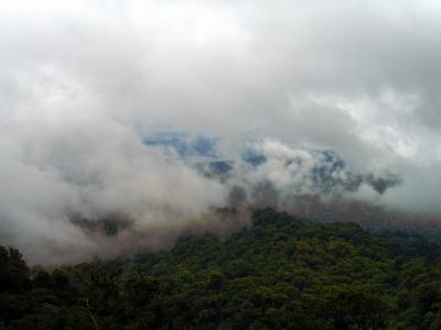 雨林, 云彩, 热带, 绿色, 自然, 哥斯达黎加