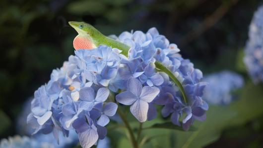 绣球花, 蜥蜴, 花, 蓝色, 春天, 自然, 动物
