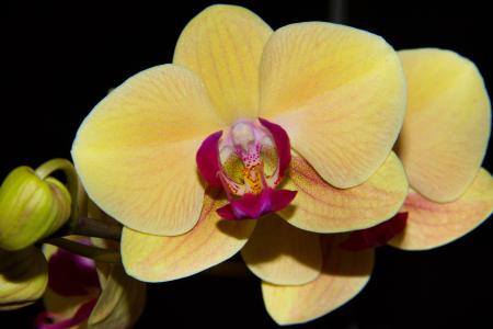 orchidea, 黄色, 花, 花, 美, 植物, 宏观