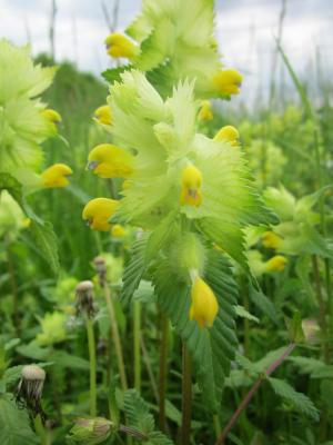 rhinanthus alectorolophus, 大黄色拨浪鼓, 野花, 植物区系, 植物学, 植物, 物种