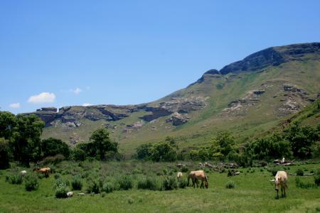 马 grasing, 山, 绿色斜坡, 绿色的草地上, 字段, 天空, 绿树