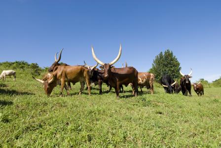ankole 奶牛, 母牛, 放牧, 乌干达, 长角, 蓝蓝的天空, 非洲