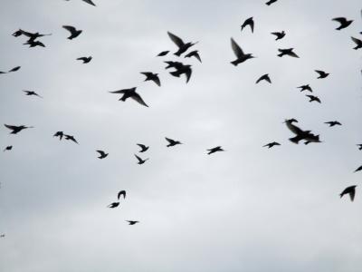 候鸟, 群鸟, 盯着看, 星飞行, 翼, 退出, 动物