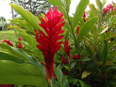 植物区系, 干, 红色, 绿色, 花, 萨尔瓦多, 叶子