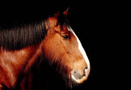 郡马, 马, 棕色, 肖像, 美丽, 动物, 野生动物摄影