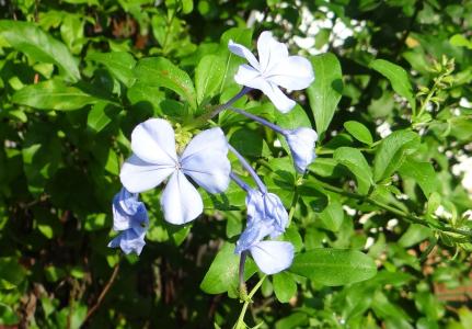 白花, leadwort 角, nila chitrak, 花, 蓝色, 白花榕, plumbaginaceae