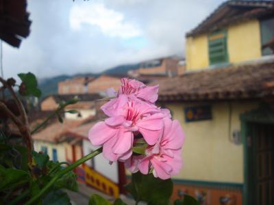 guatape, 安蒂奥基亚省, 哥伦比亚, 自然, 花瓣