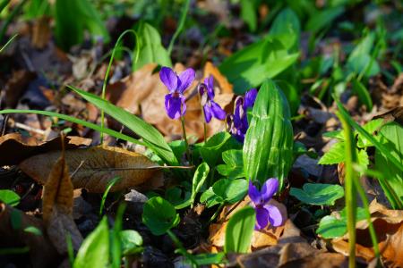 沃德紫, 紫罗兰色, 花, 开花, 绽放, 春天, 春天的预兆