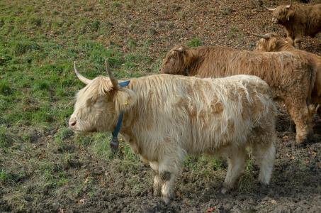 高地牛肉, 母牛, 牛肉, 蓬松, 喇叭, 苏格兰 hochlandrind