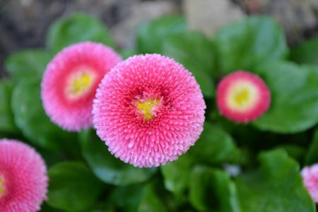 黛西, 常年菊花, bellis perennis, 花, 明亮的粉红色, 自然