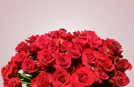 玫瑰, 花, 开花, 绽放, 玫瑰绽放, 蔷薇科, 红玫瑰
