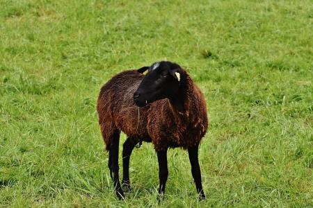 羊, 动物, 草甸, 羊毛, 吃草, 自然
