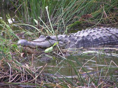 短吻鳄, 鳄鱼, 佛罗里达州, 草, 湖, 池塘, 大