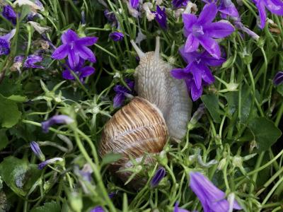 蜗牛, 花, 自然