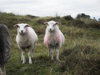 羊, 北海, 羊毛, 有趣, 毛皮, 丹麦, 逾越节的筵席