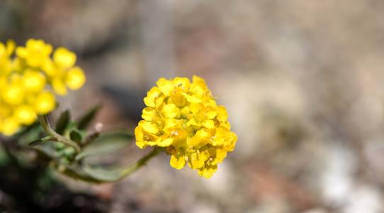 花, 黄色, 春天的花朵, 石草本, 黄色的花, 早就崭露头角, 春天
