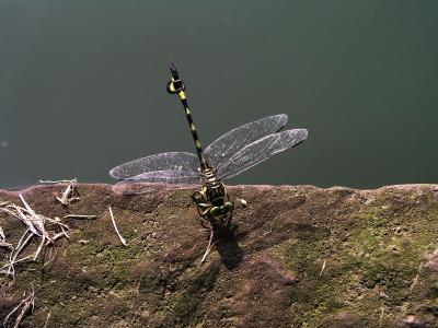 蜻蜓, 中国, 透明, 绿色, 自然, 昆虫, 动物