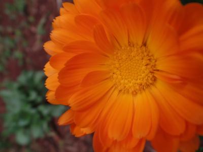 自然, 花, 美, 橙色, 春天, 详细信息, 巴西