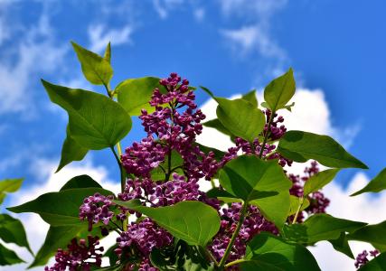 丁香, 布什, 绽放, 淡紫色的分支, 植物, 开花, 一种观赏灌木