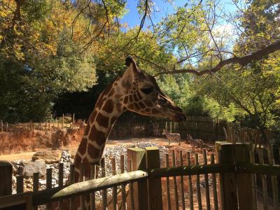 长颈鹿, 动物园, 动物